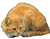 ORANGE_CAT